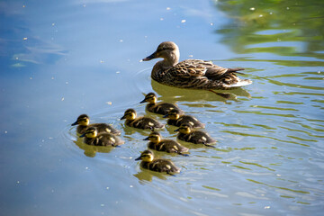duck and ducklings the water