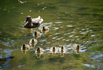 family of ducks on the water