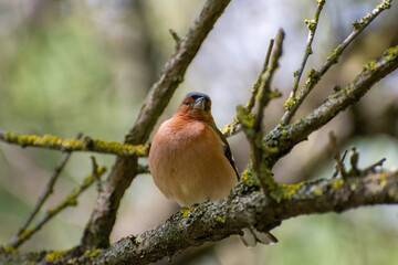 eurasian chaffinch perched on a tree branch