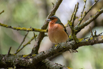 eurasian chaffinch perched on a tree branch