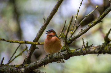 eurasian chaffinch sitting on a tree branch and singing