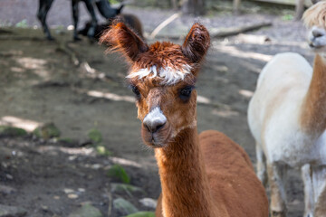 Brown Alpaca Portrait: Cute South American Camel