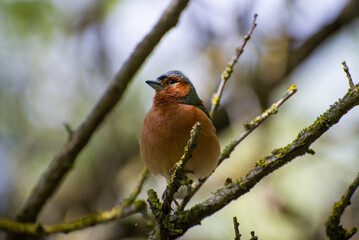 eurasian chaffinch perched on a tree branch
