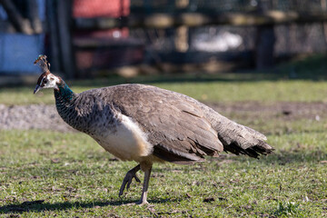 Female peacock in the grass
