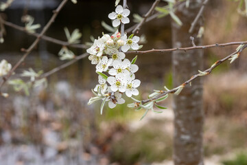 White cherry blossoms in detail: flowers and leaves  Early bloomers in focus.