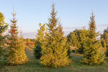 Young spruces growing on a meadow at summer sunrise