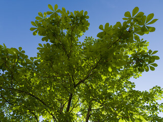 Fototapeta premium Branches of horse chestnut against clear sky, bottom view