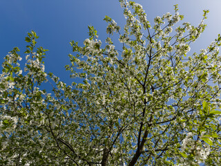 Branches of blooming cherry tree against clear sky, bottom view