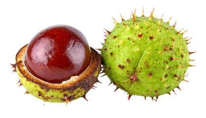 horse‑chestnut isolated on transparent background