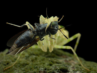 An Orchid Mantis (Hymenopus coronatus), with its delicate, flower-like appendages, is shown in a close-up as it devours a dark-bodied insect.