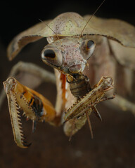 A close-up captures a Lobate Mantis (Deroplatys lobata) intensely feeding on its prey, 10 may 2025 Indonesia