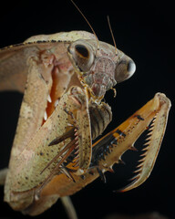 A close-up captures a Lobate Mantis (Deroplatys lobata) intensely feeding on its prey, 10 may 2025 Indonesia