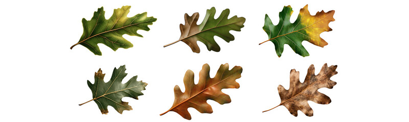 autumn oak leaves on white background