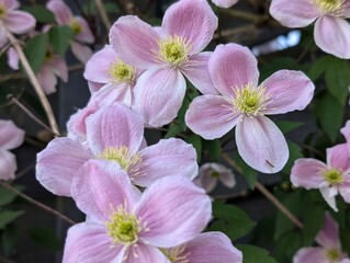 Flowers of Himalayan Clematis (Clematis montana)