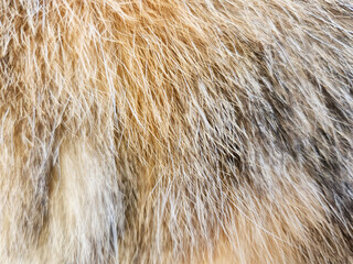 fur texture background, cat fur