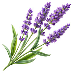 Naklejka premium realistic lavender sprig