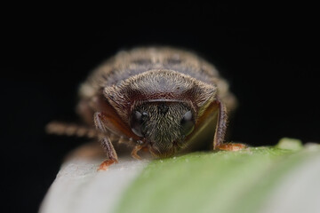 Khapra beetle on the leaveas