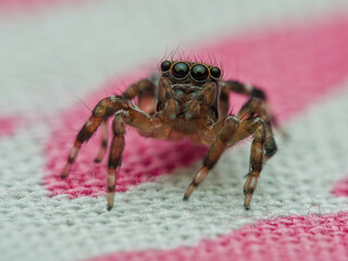 Jumping spider on the cloth
