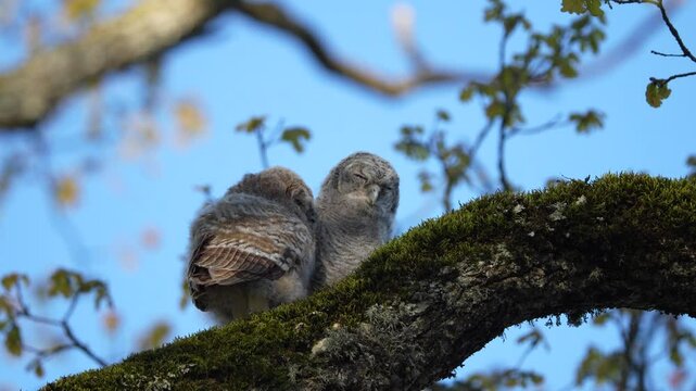 Two Tawny Owl Chicks Resting on an Oak Branch
