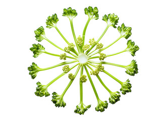 Fototapeta premium fresh celery