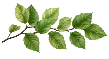 Green leaves on a branch, with a transparent background, in a PNG file format with white space for text.
