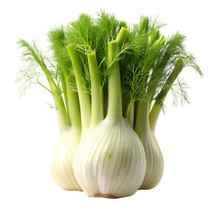 Fresh Fennel Bulbs: A Vibrant Harvest of Flavor