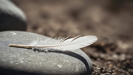 Pluma encima de una roca