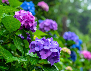 梅雨の紫陽花