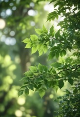 Obraz premium Blurred green leaves, soft light, bokeh effect, foliage, jungle, blurry