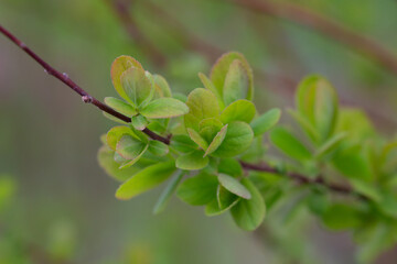 in early spring, green young leaves bloom on a blurred background, macro
