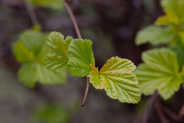 in early spring, green young leaves bloom on a blurred background, macro
