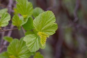 in early spring, green young leaves bloom on a blurred background, macro