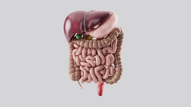 3d animation of human digestive system slowly spin on white background. Human food tract internal organs - liver, stomach, pancreas, intestine
