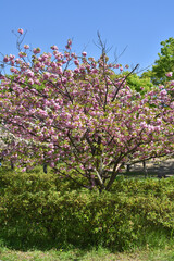 Naklejka premium 梅小路公園の桜