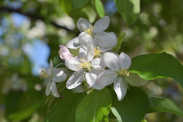 建仁寺の姫林檎