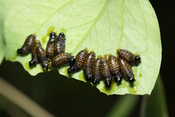 サルトリイバラの葉裏に茶色い液体を吐くクビボソハムシ亜科の幼虫群（ストロボマクロ撮影）