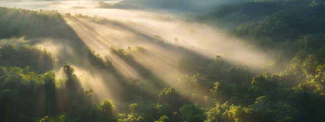 Sunbeams Over Misty Rainforest Canopy at Sunrise – Aerial Landscape View