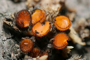 数ミリしかない極小あめ色アラゲコベニチャワンタケ属茸（自然環境下ストロボマクロ撮影）