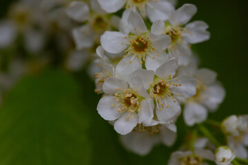 In spring, bird-cherry tree (Prunus padus) grows and blooms in nature.