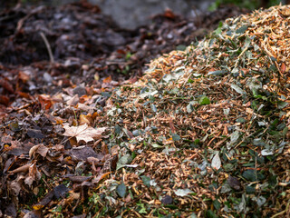 A pile of wood chips is on the ground. The pile is brown and has a lot of wood chips. Selective focus. Waste ground with dirty tree mulch.