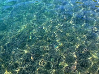 Sea crystal clear water with underwater algae 