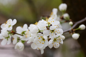 Macro White cherry blossoms on a branch in the garden, also known as cherry blossoms. Cherry blossom tree, selective focus.