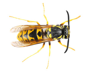 Common wasp, Vespula vulgaris, European or common yellow-jacket isolated on white, top view © dule964