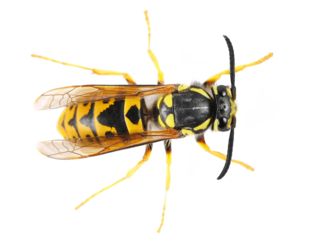 Common wasp, Vespula vulgaris, European or common yellow-jacket isolated on white, top view