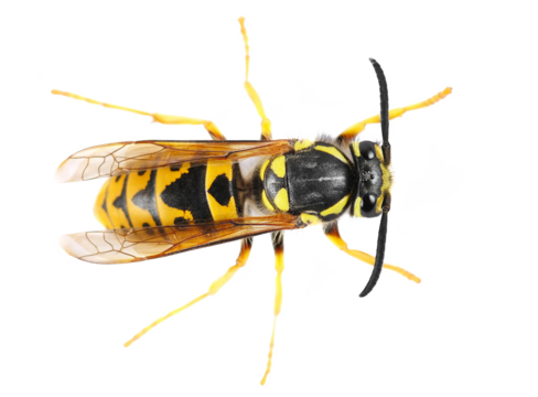 Common wasp, Vespula vulgaris, European or common yellow-jacket isolated on white, top view