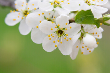 Macro White cherry blossoms on a branch in the garden, also known as cherry blossoms. Cherry blossom tree, selective focus.
