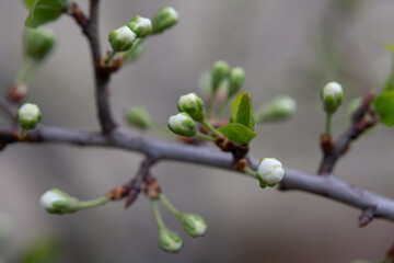 Plum buds on a branch with young green leaves. Early spring, April. Spring flower background