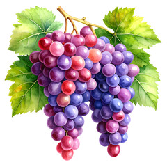 Simple Watercolor Grape Transparent Background
