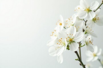 Delicate white blossoms against pure white backdrop, floral, tranquility