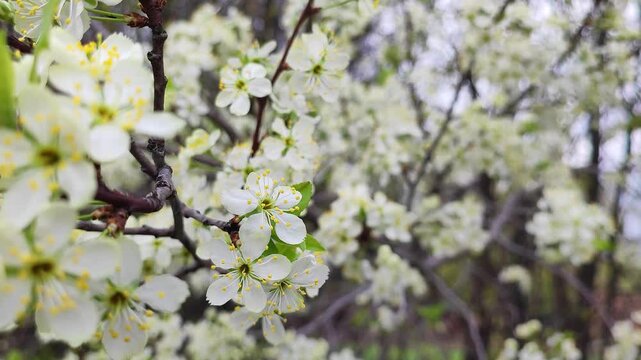 plum blossom close up